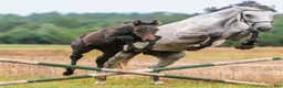 Avelshästar hästar till salu: Sto dräktigt ERMITAGE KALONE!!! - Annons 2