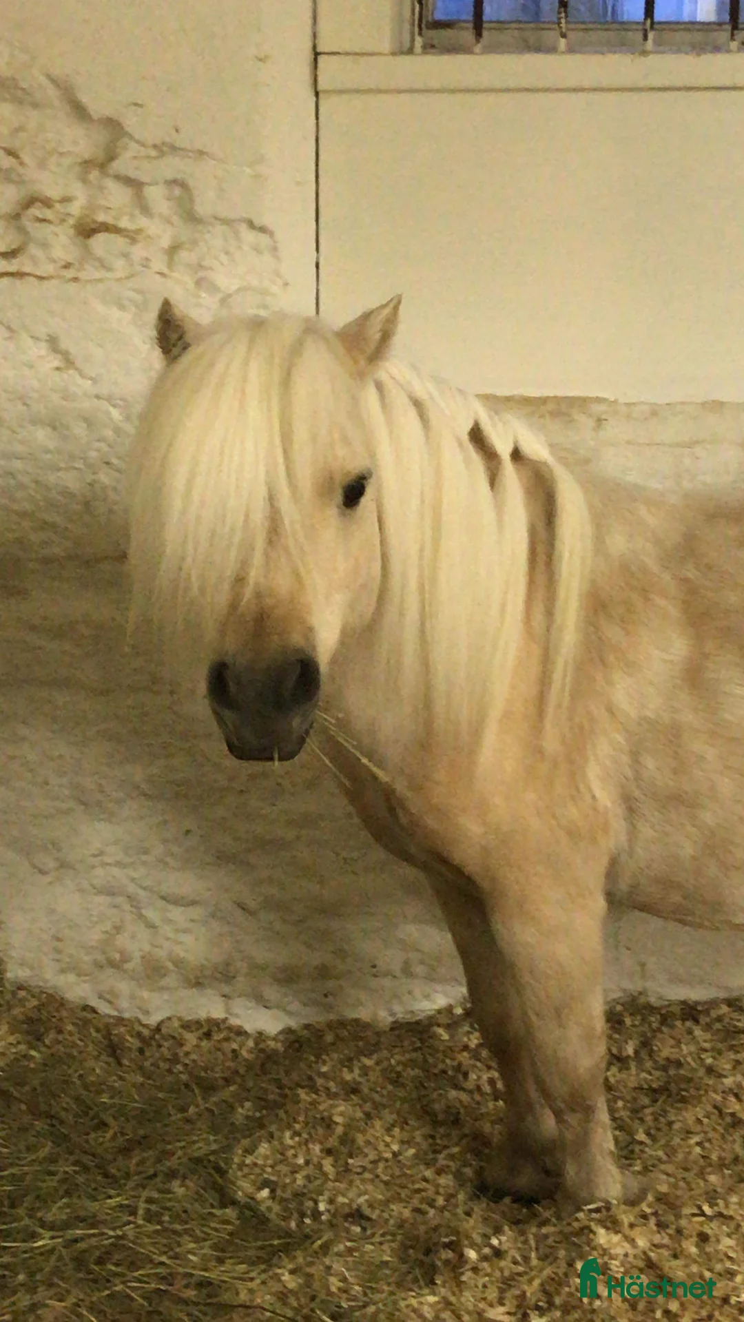 Utställning hästar till salu: Godkänd hingst med väldigt trevligt temperament - Annons 4