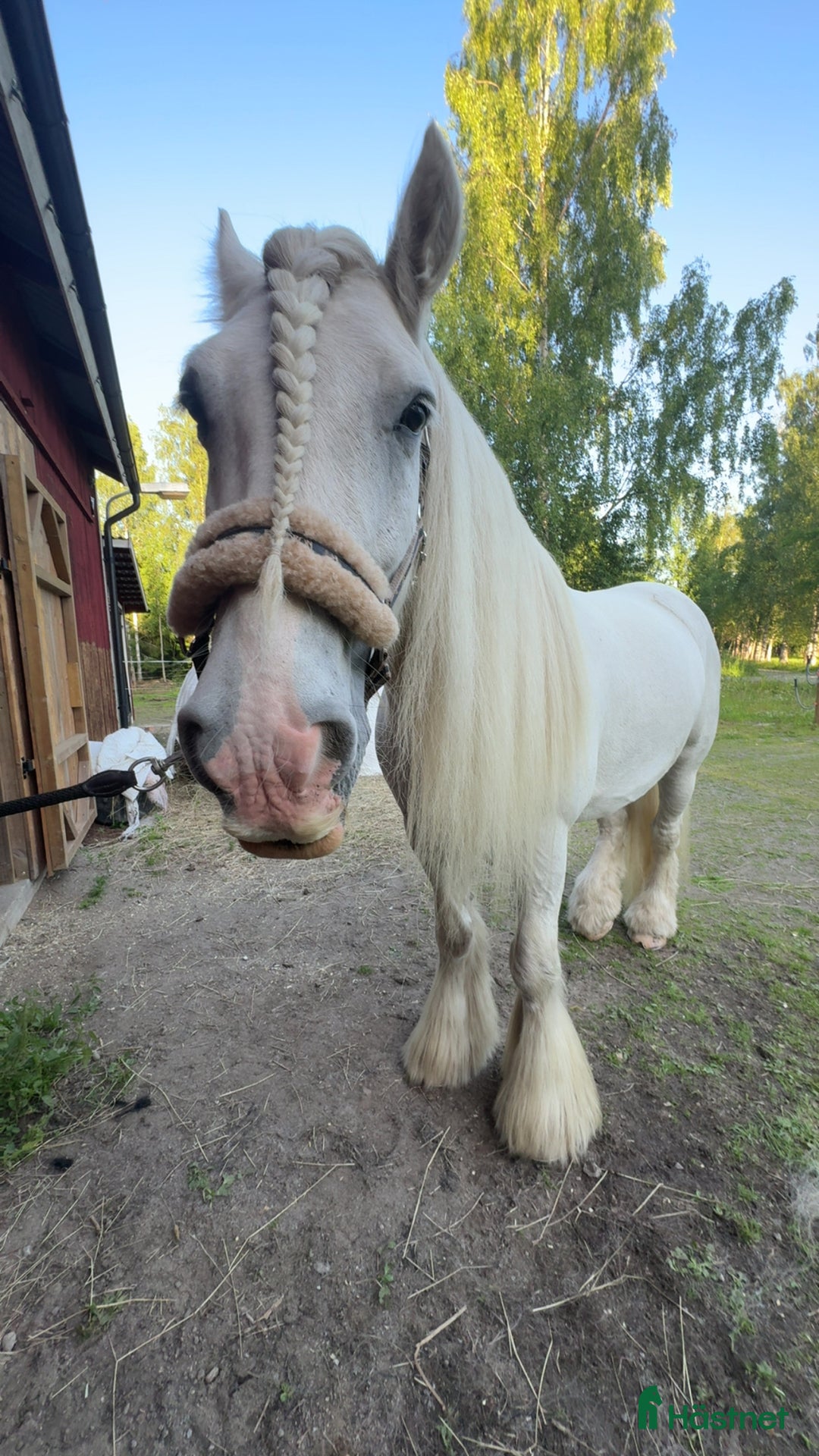 Allround hästar till salu: Drömhäst  i Ljungaverk - Annons 8