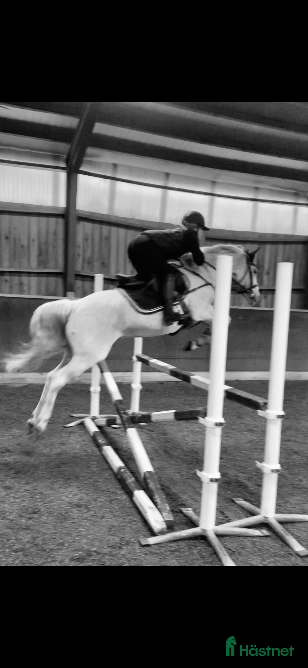 Allround hästar till salu: Speciellt sto för allround  i Eskilstuna - Annons 6