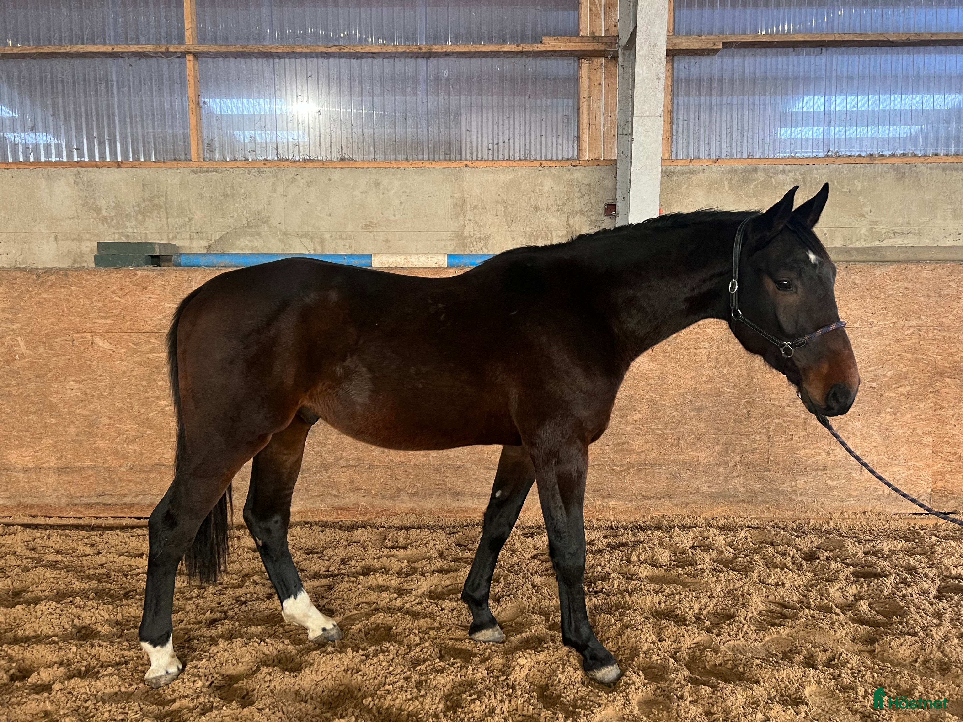  hästar 3 åring för den som vill forma sin egna häst  - Annons 16