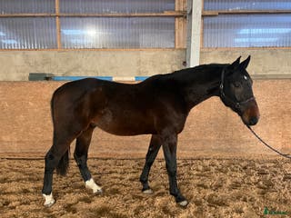 hästar 3 åring för den som vill forma sin egna häst - Annons 12