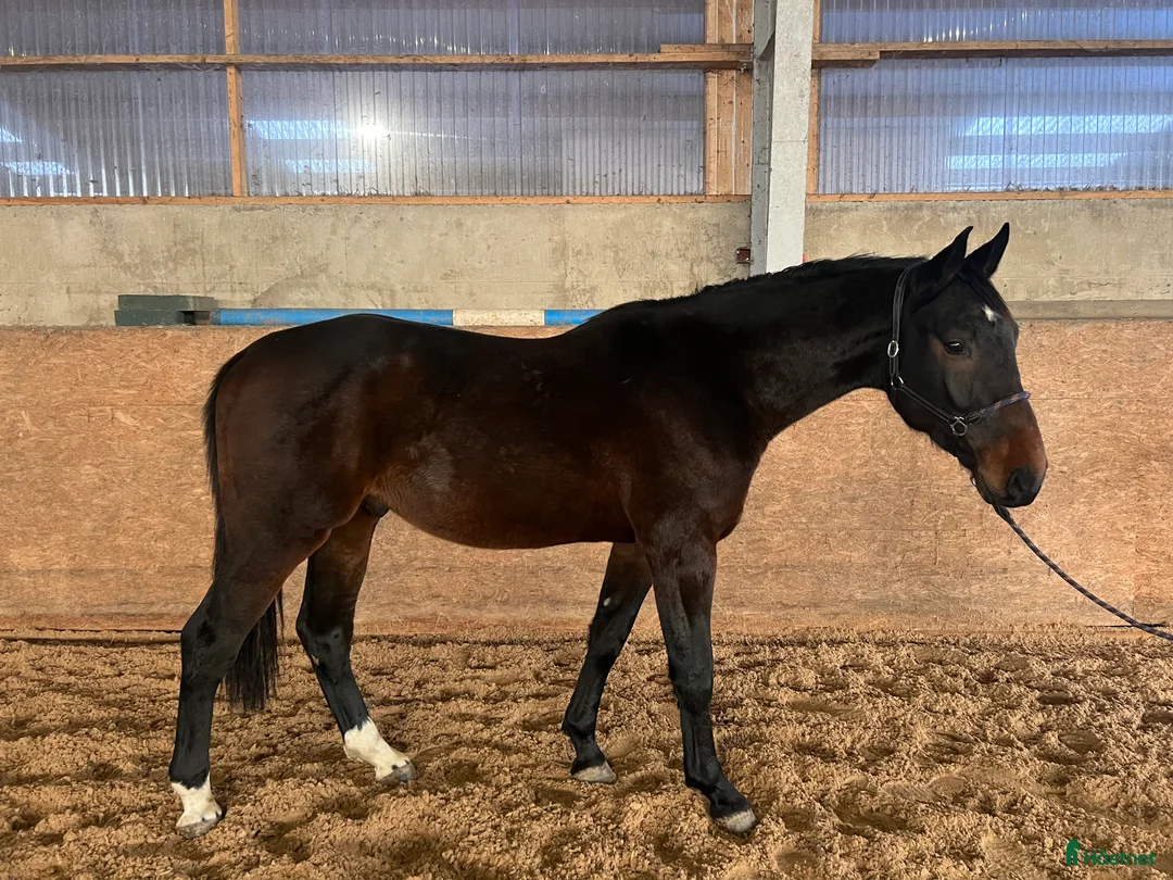 Hoppning hästar till salu: 3 åring för den som vill forma sin egna häst  - Annons 1