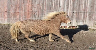  hästar i Högsäter - Annons 3