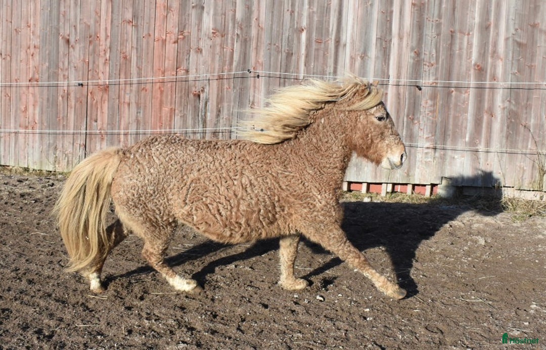 Allround hästar till salu: Dräktig curlyponny i Högsäter - Annons 2