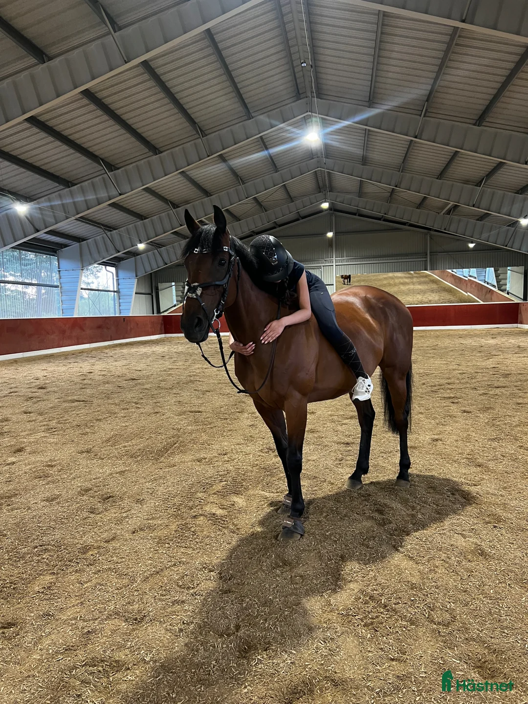 Allround hästar till salu: Känsligt sto med personlighet!  - Annons 1