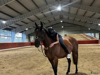 hästar Känsligt sto med personlighet! - Annons 7