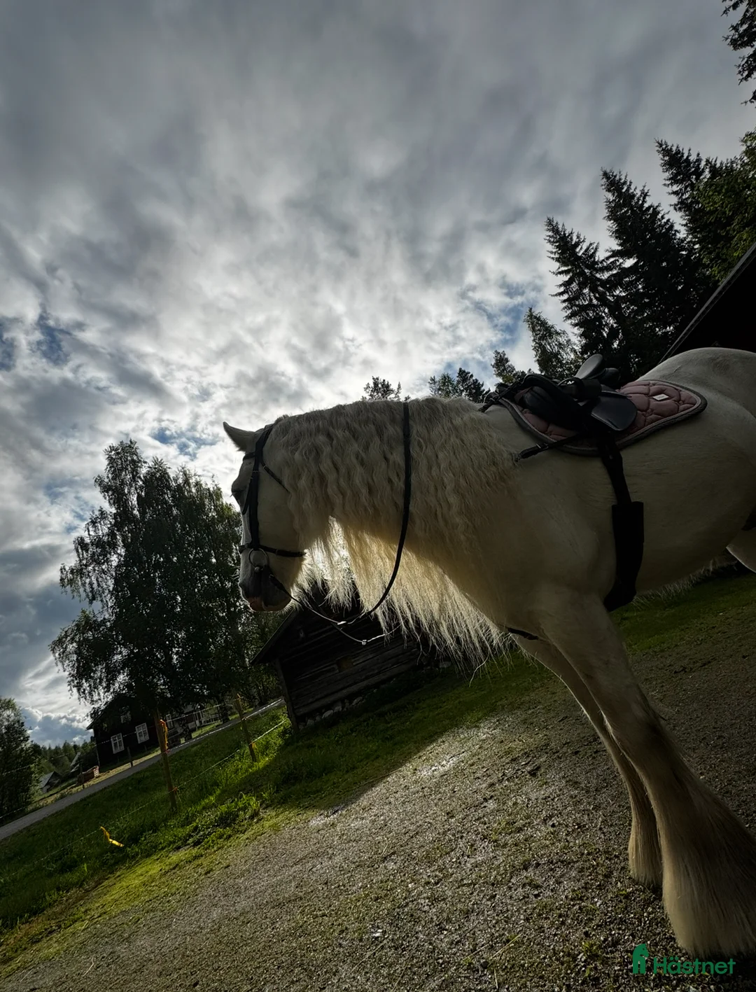 Allround hästar till salu: Vitt prins - Annons 11