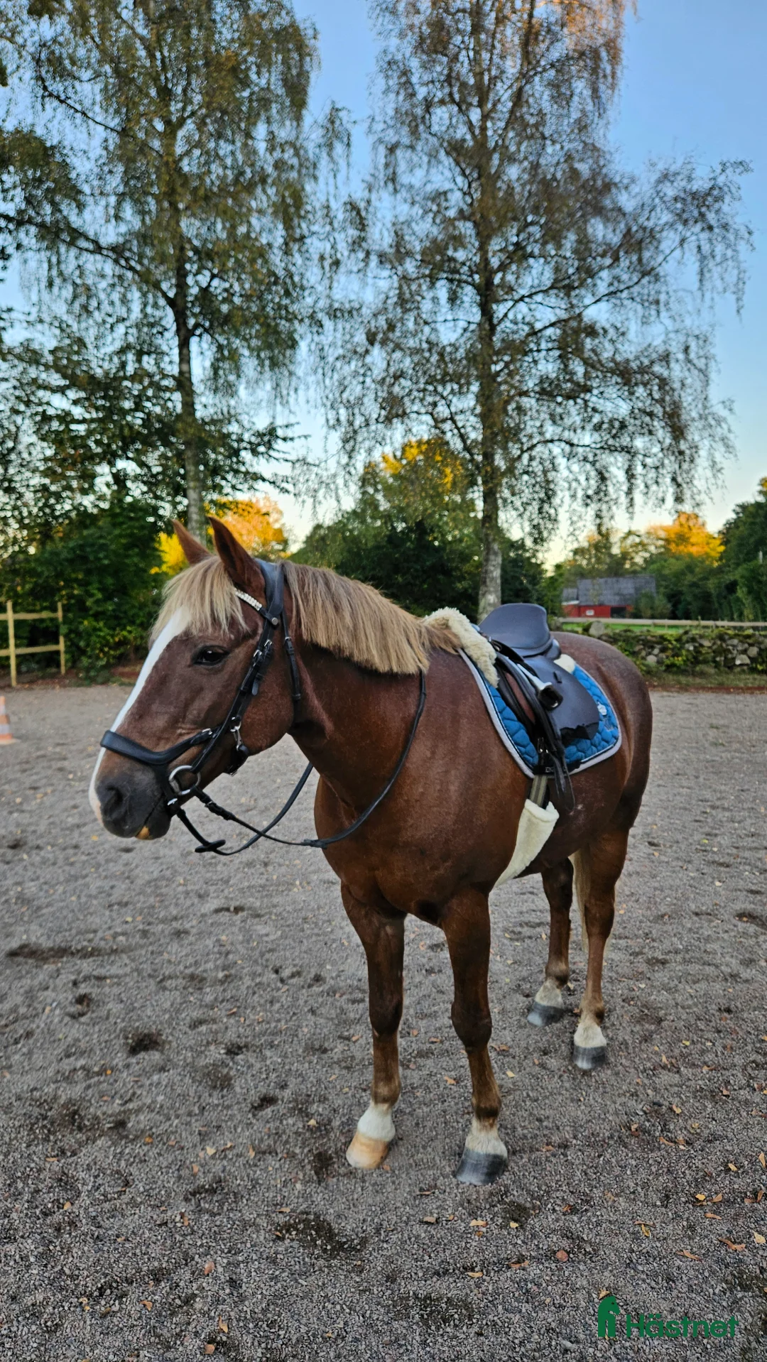 Allround hästar till salu: Fin hobbyhäst! i Billesholm - Annons 3