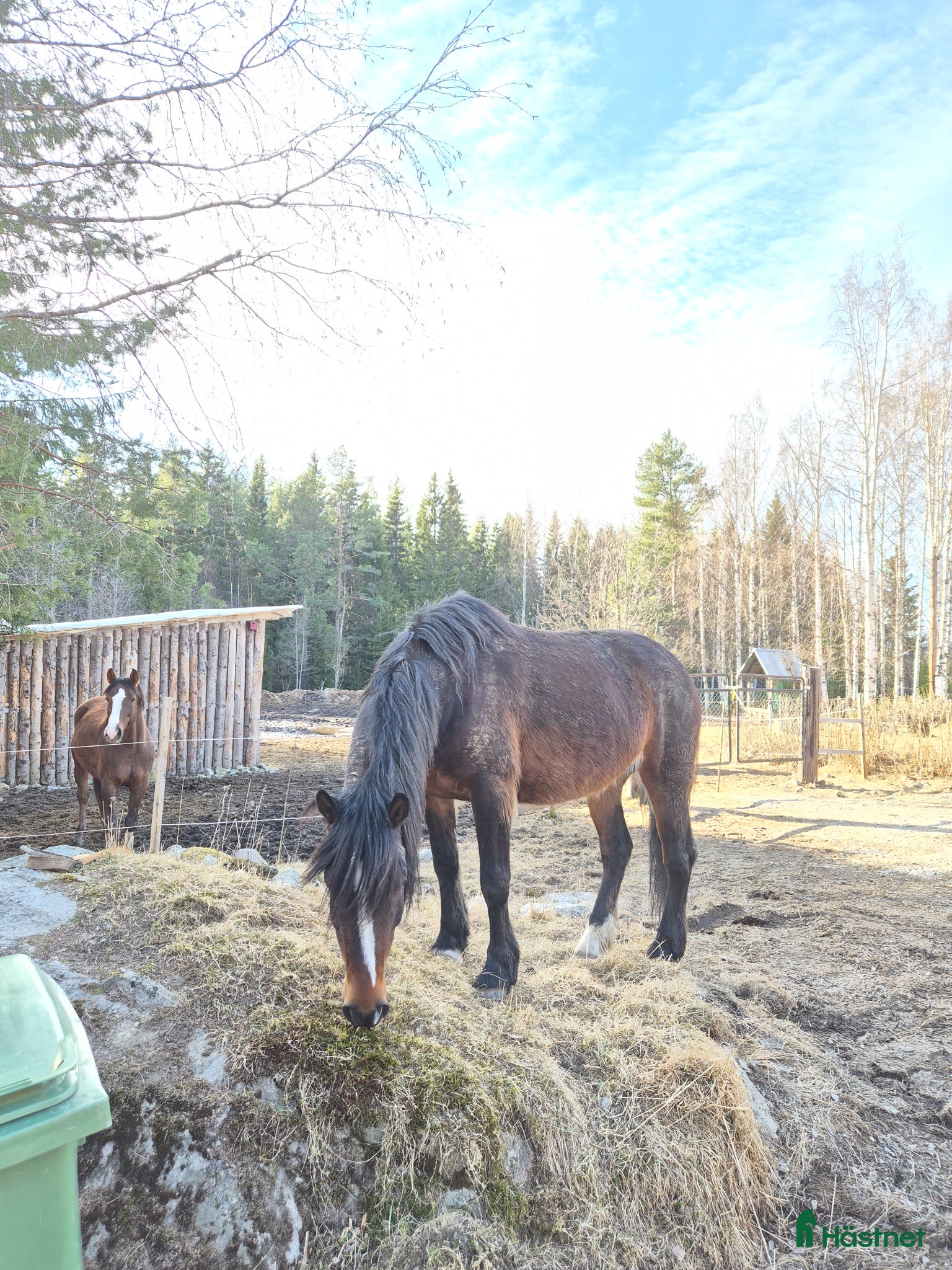  hästar Söker trygg skogsmulle - Annons 2