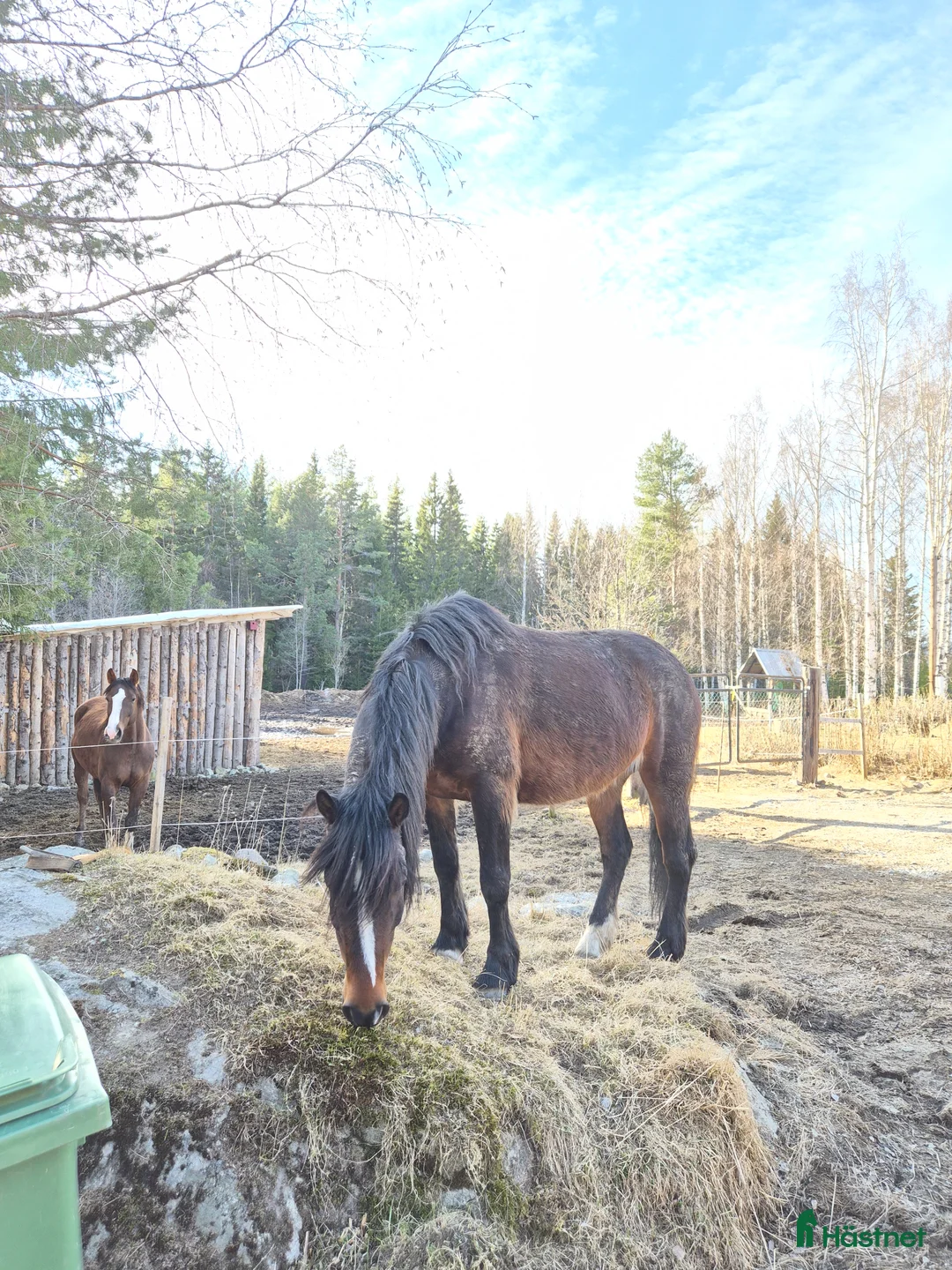 Övrigt hästar sökes: Söker trygg skogsmulle - Annons 1