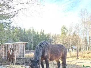 hästar Söker trygg skogsmulle - Annons 1