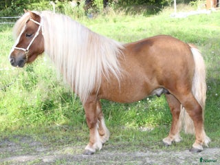 hästar i Skellefteå - Annons 40