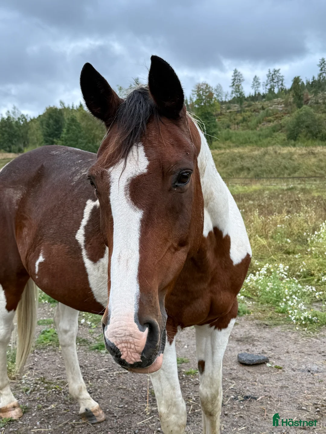 Allround hästar till salu: Hobbyhäst i Söderköping - Annons 2