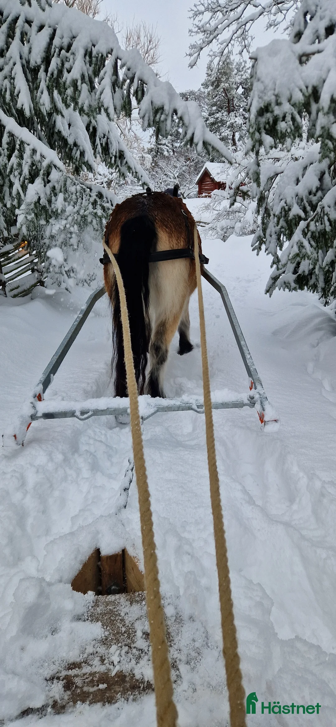 Allround hästar till salu: Allsidig skogsmulle i Södertälje - Annons 2