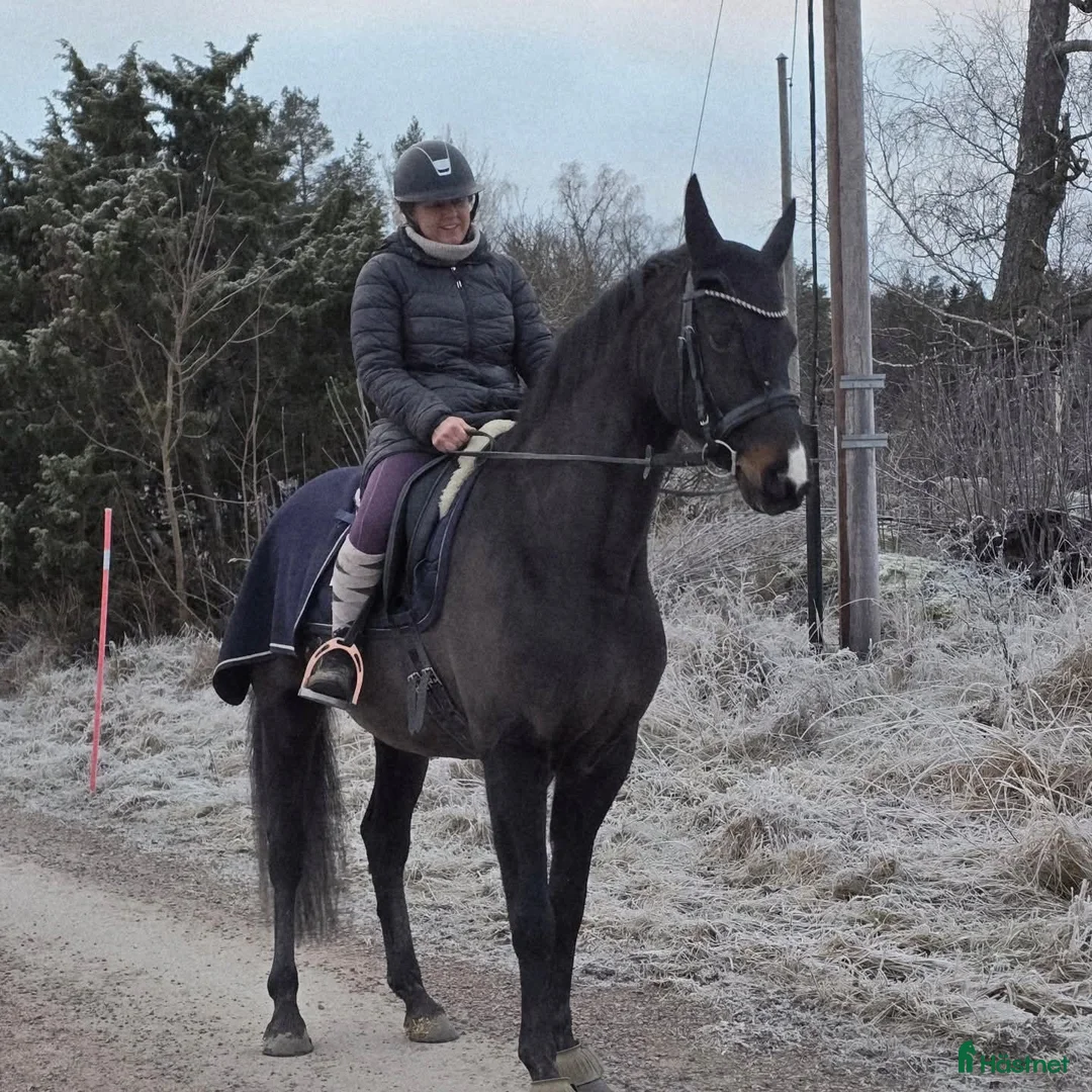 Dressyr hästar till salu: Mkt vackert swb sto  i Kungsör - Annons 5