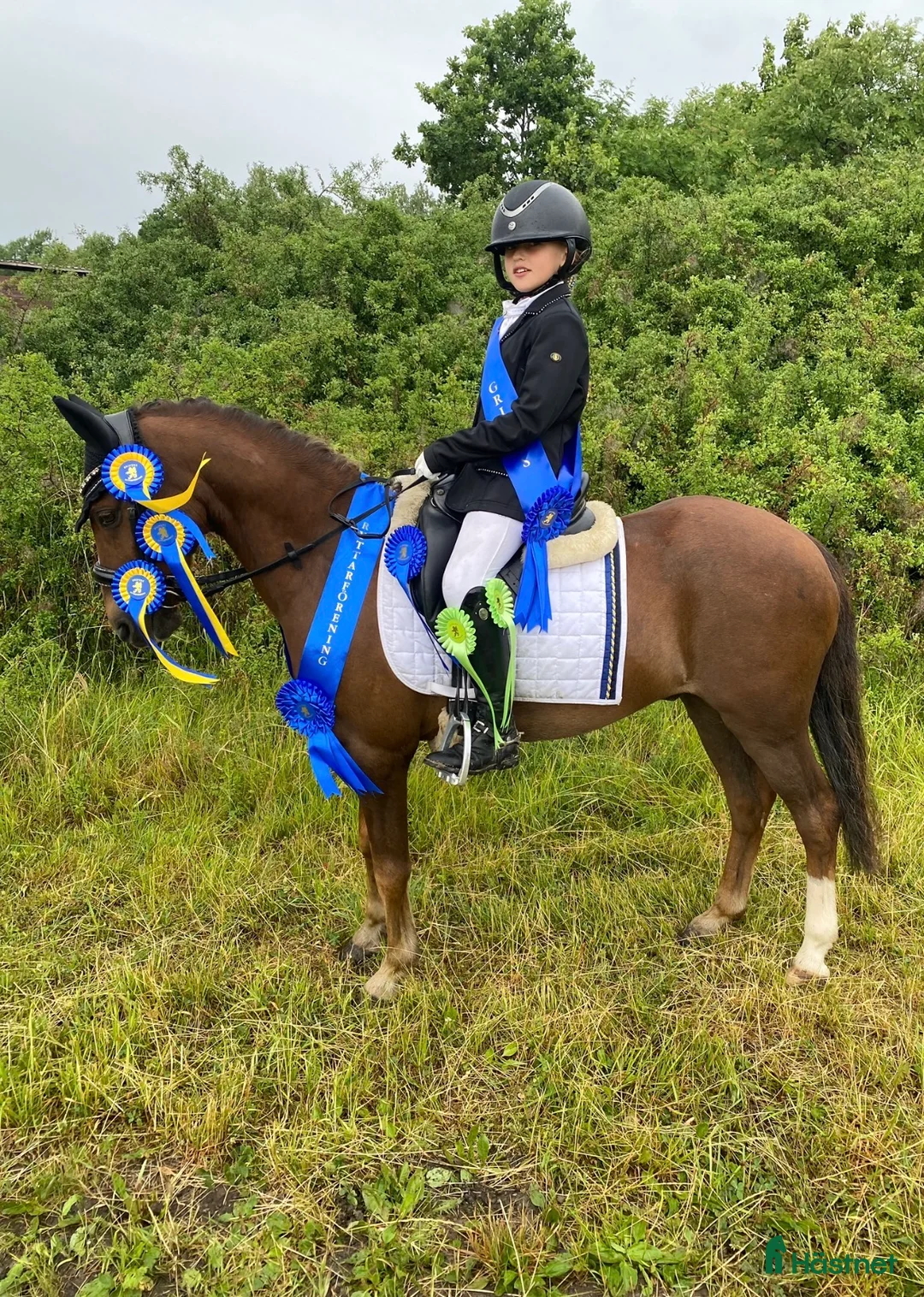 Dressyr hästar till salu: SM ponny med stort ❤️ i Rimbo - Annons 2