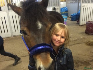 hästar Tierps Ryttarklubb söker ny arbetskompis i Tierp - Annons 4