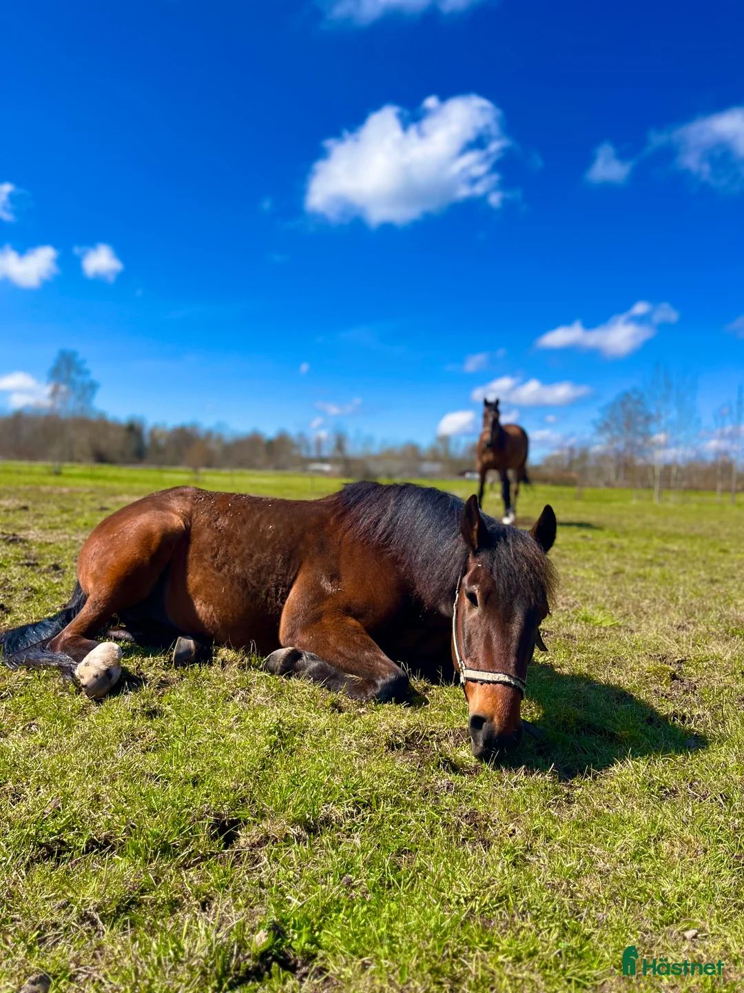 Sällskap hästar till salu: Liten storhäst söker föralltid hem i Trekanten - Annons 2