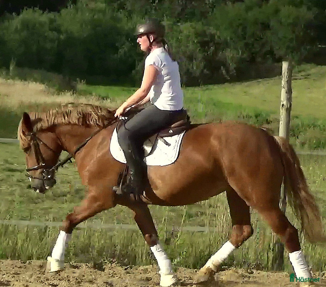 Allround hästar till salu: Fantastic bombproof Princess i Örsundsbro - Annons 16