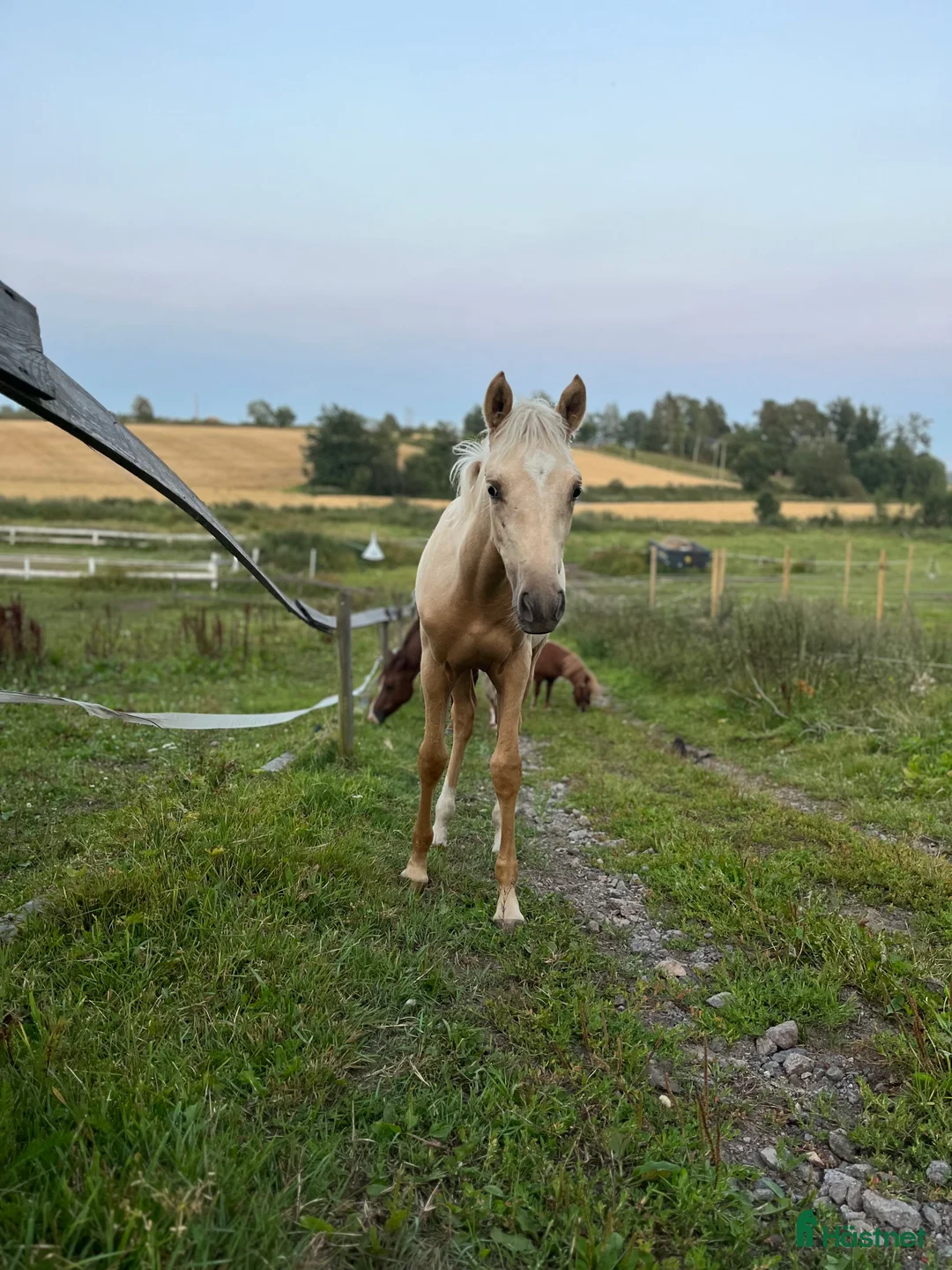Dressyr hästar till salu: Føll til salgs - Annons 1