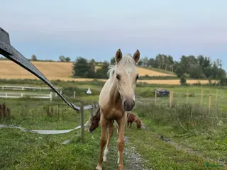 hästar Føll til salgs - Annons 7