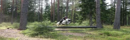 Dressyr hästar till salu: Allsidig FEI-dressyrponny med stor kapacitet - Annons 3