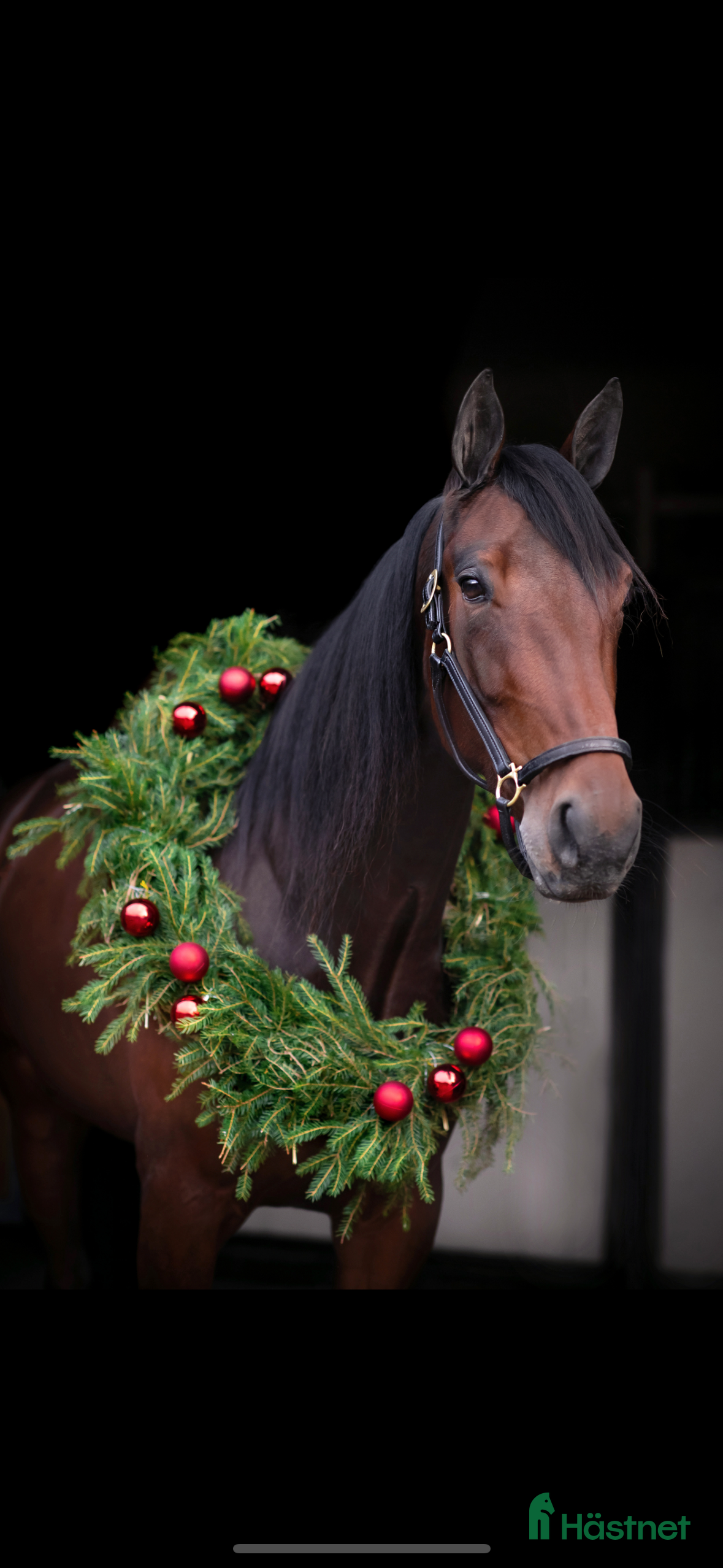  hästar 5-årigt sto söker nytt hem i Ekerö - Annons 5