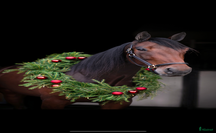  hästar i Ekerö - Annons 11