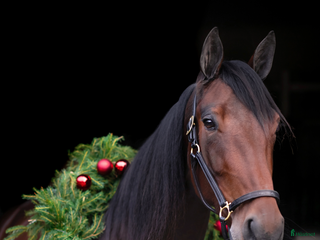 hästar 5-årigt sto söker nytt hem i Ekerö - Annons 14