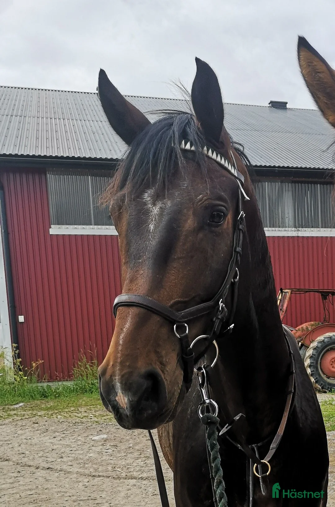 Hoppning hästar till salu: 6-åring med potential - Annons 2