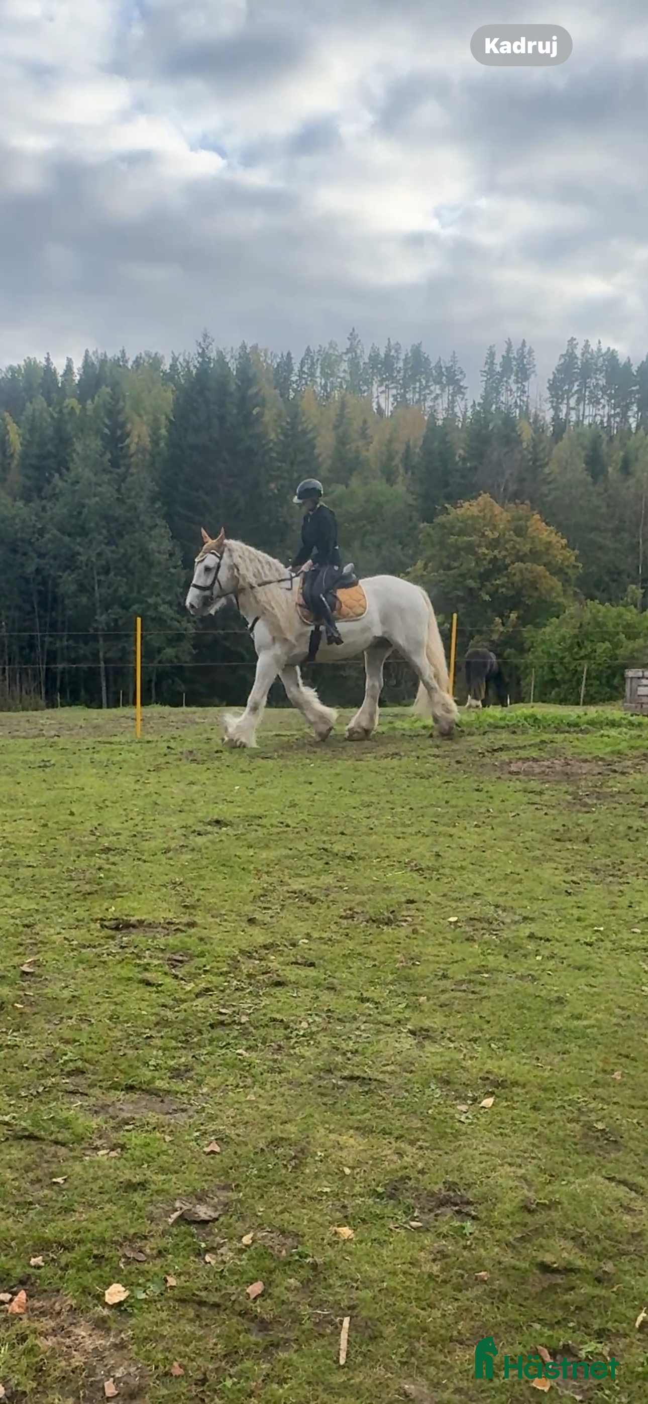  hästar Vitt prins - Annons 8