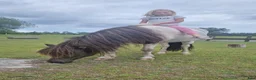 Island hästar till salu: Vackert sto - Annons 6