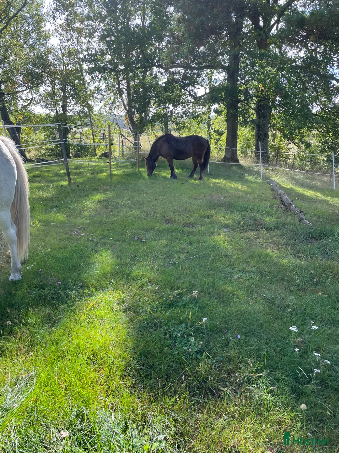  stallplats finnes: Sommarbete - Annons 2