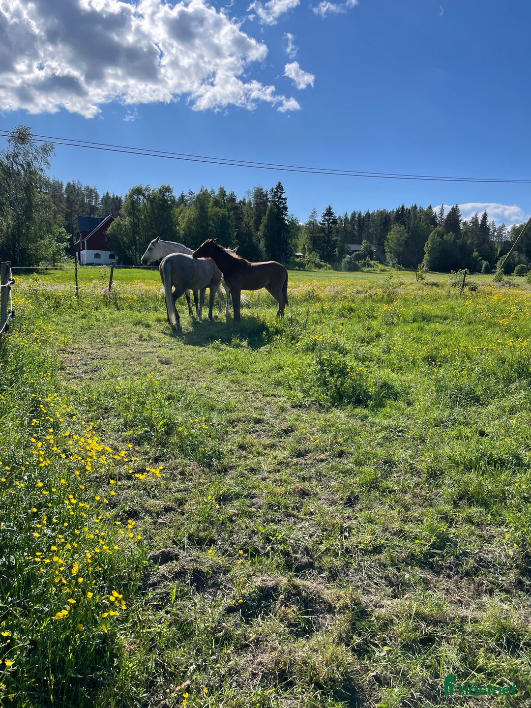  stallplats finnes: Bete och lösdriftsplats utanför Överboda, Umeå i Umeå - Bild 4