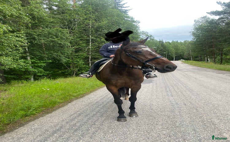  hästar i Stöllet - Annons 1