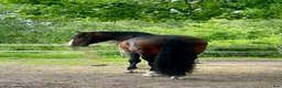  stallplats finnes: Lösdrift eller uppstallning  - Annons 2