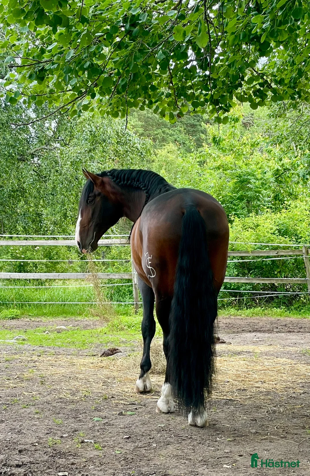  stallplats finnes: Lösdrift eller uppstallning  - Annons 2