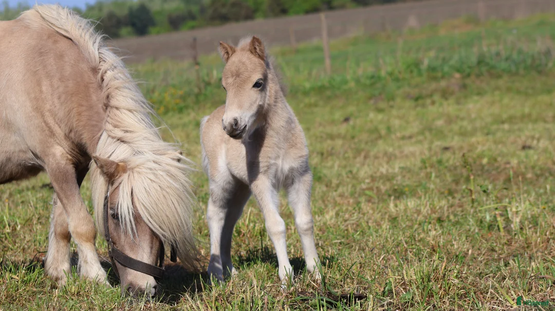 Avelshästar hästar till salu: shetlandspony Føl i Møldrup - Annons 11