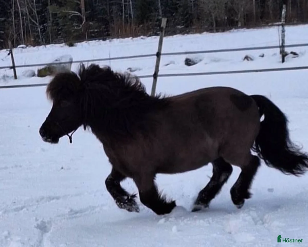 Allround hästar till salu: Charmig allroundshettis i Älgarås - Annons 2