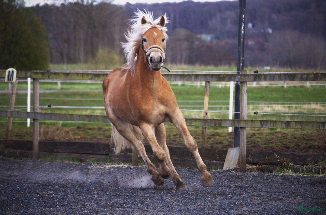 Allround hästar till salu: Haflingervalack med stor potenial! i Åled - Annons 12