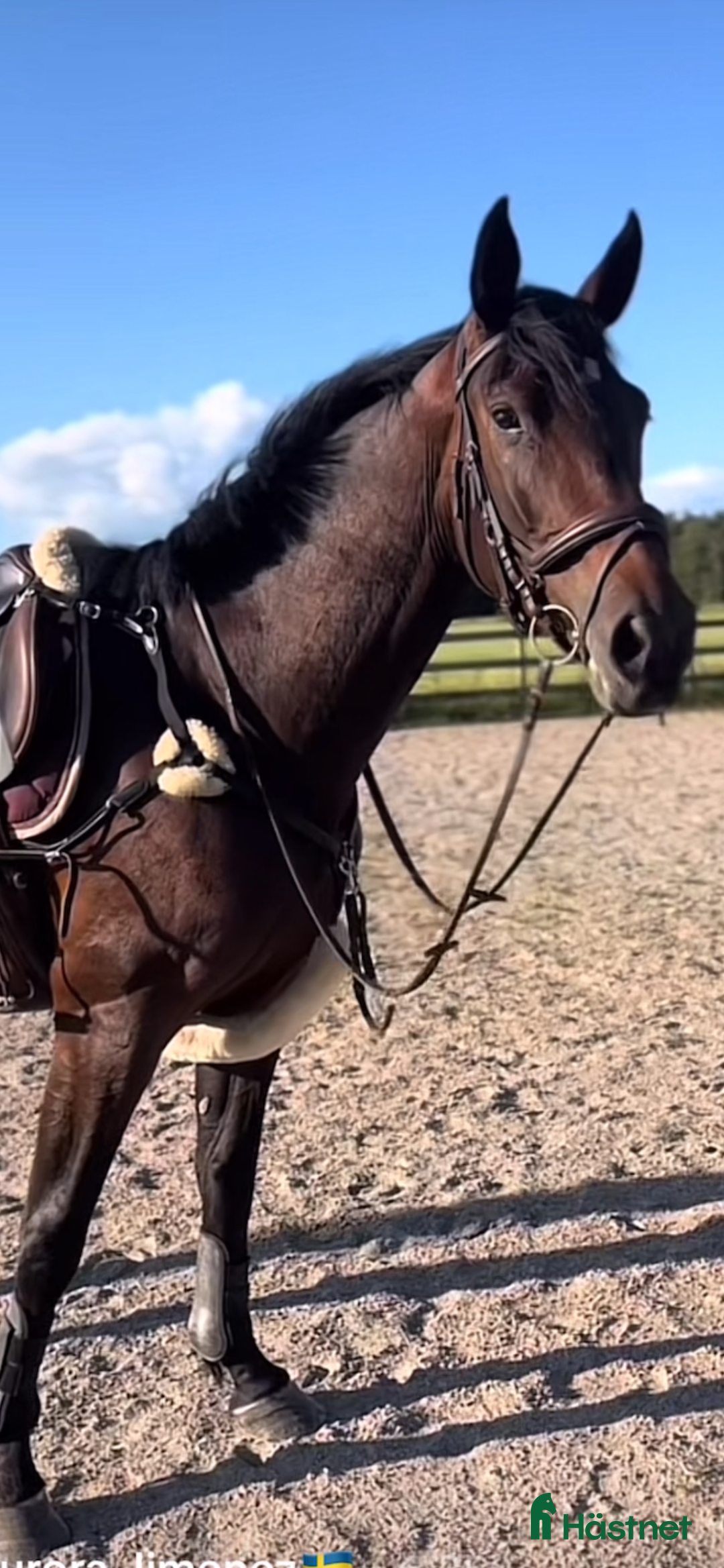 Allround hästar till salu: Utvecklingsbart snällt sto i Vänersborg - Annons 1