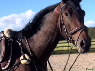 hästar Utvecklingsbart snällt sto i Vänersborg - Annons 6