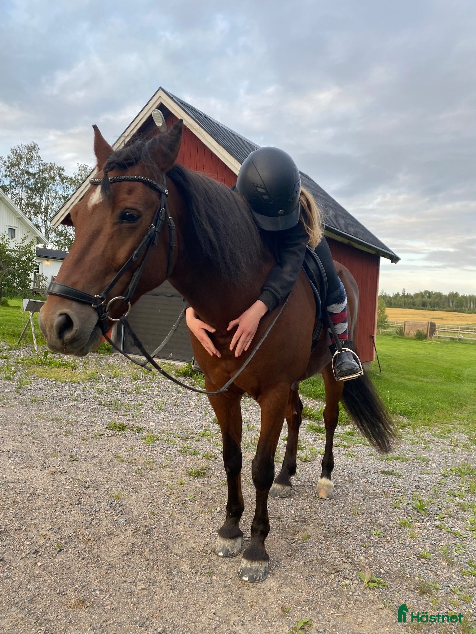  hästar Skogsmulle och kompis - Annons 18