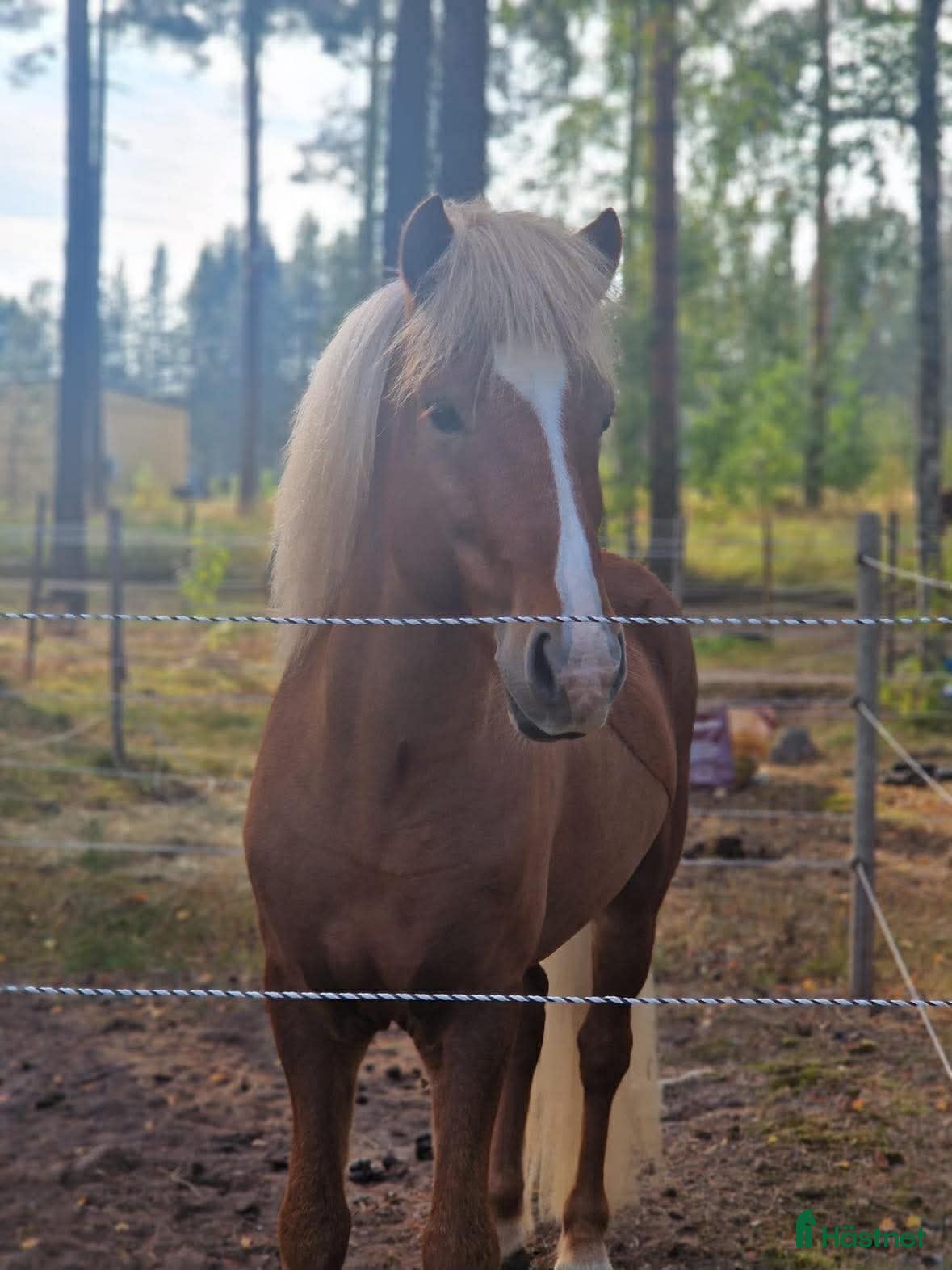  hästar Välutbildad Valack f-18 - Annons 1