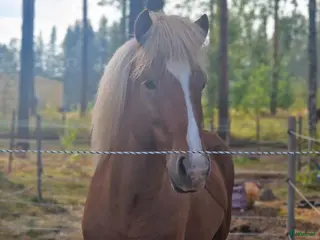 hästar Välutbildad Valack f-18 - Annons 1