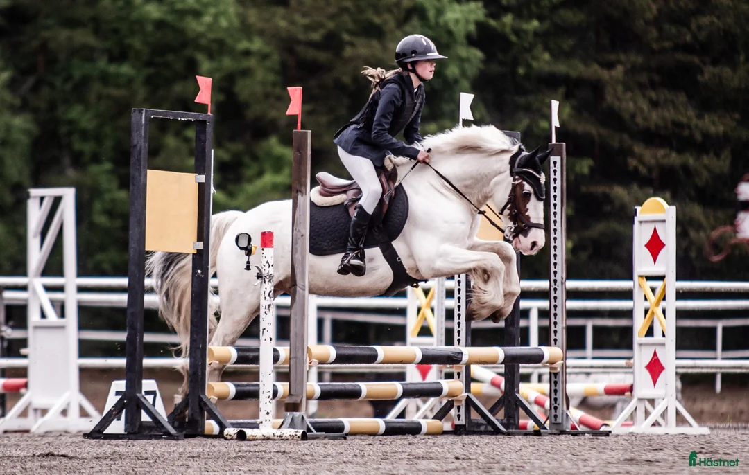 Allround hästar till salu: B ponny med kapacitet  i Sundsvall - Annons 1