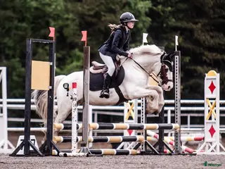 hästar B ponny med kapacitet i Sundsvall - Annons 5