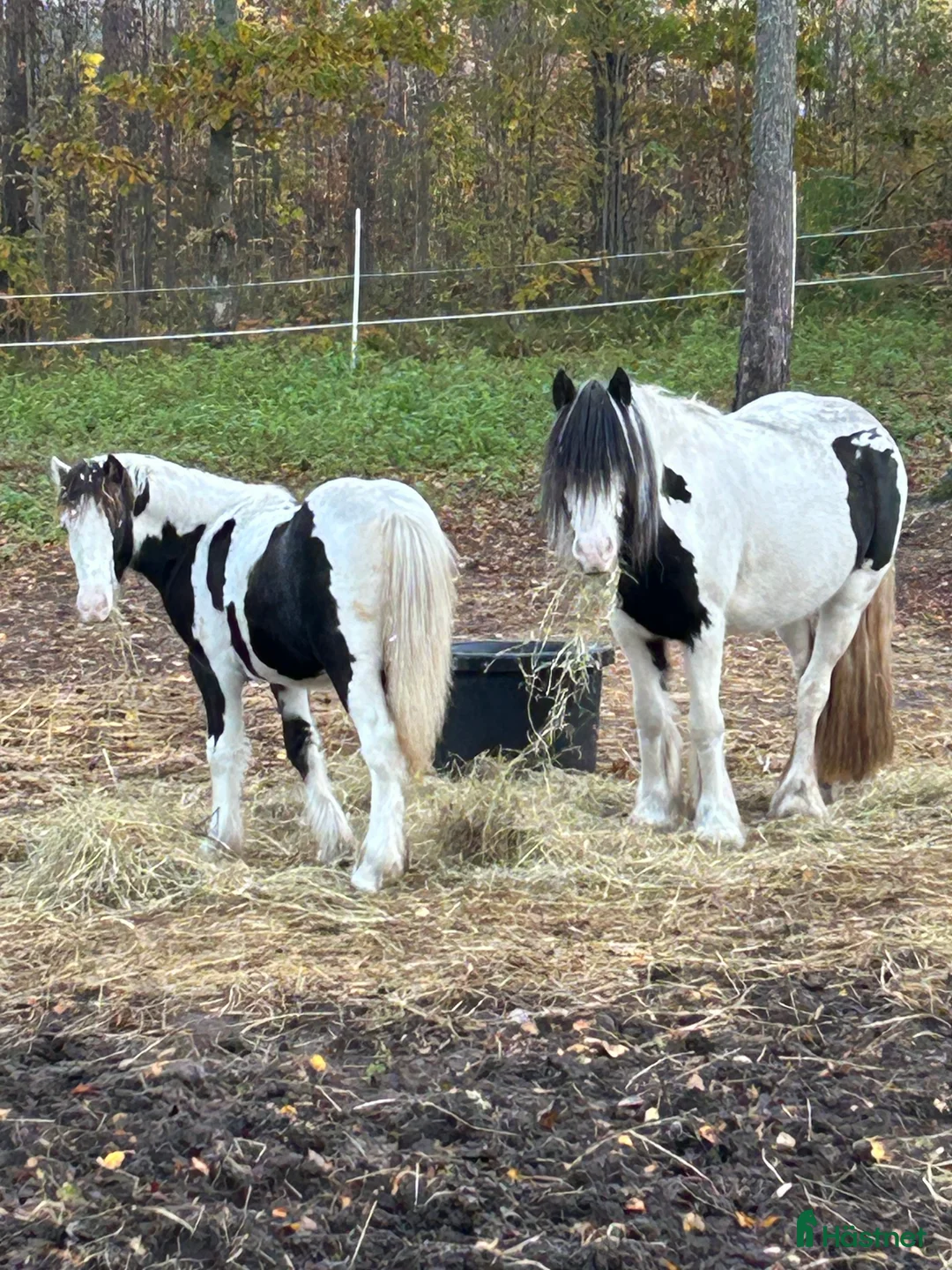 Allround hästar till salu: Världens coolaste kille *RESERVERAD* - Annons 3