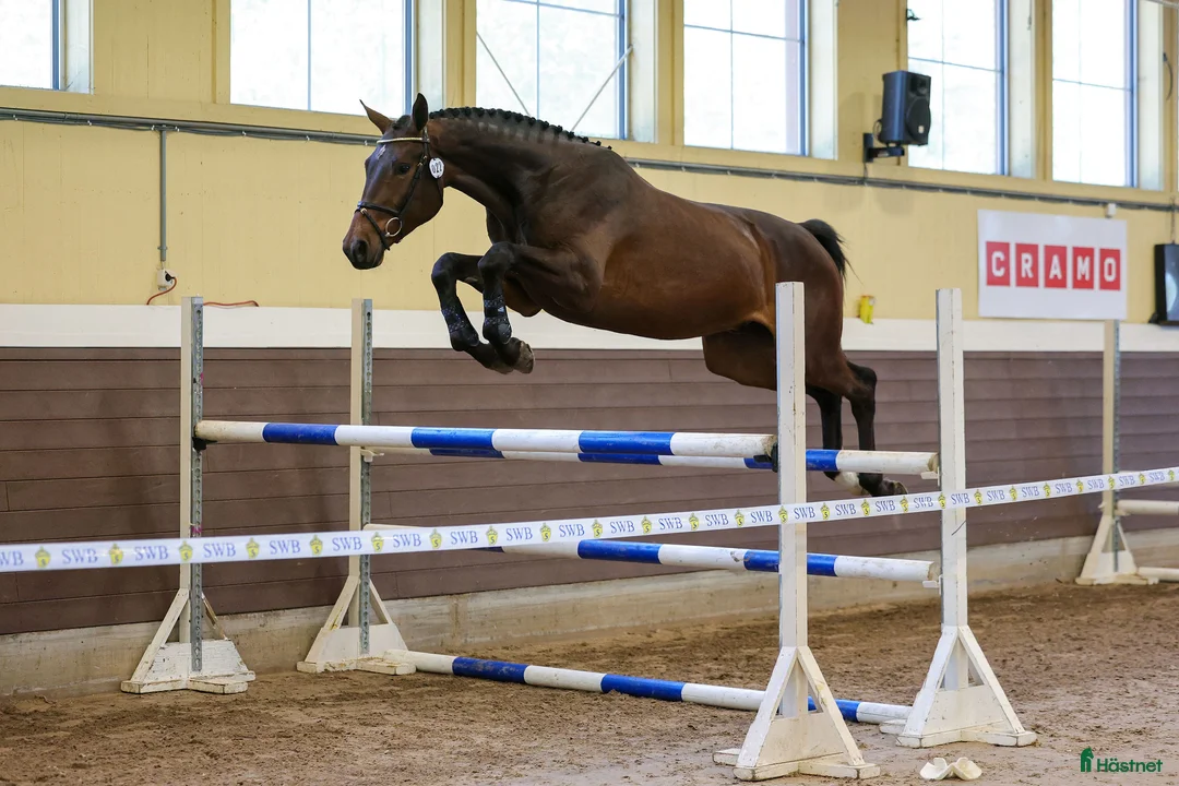 Hoppning hästar till salu: Hingstföl med meriterat möderne i Säter - Annons 8
